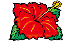 ハイビスカス(左)