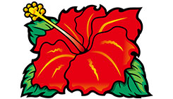 ハイビスカス(右)