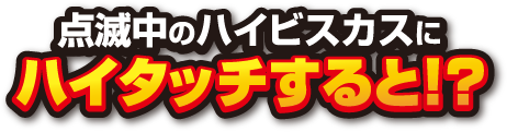 告知中のハイビスカスにタッチすると！？